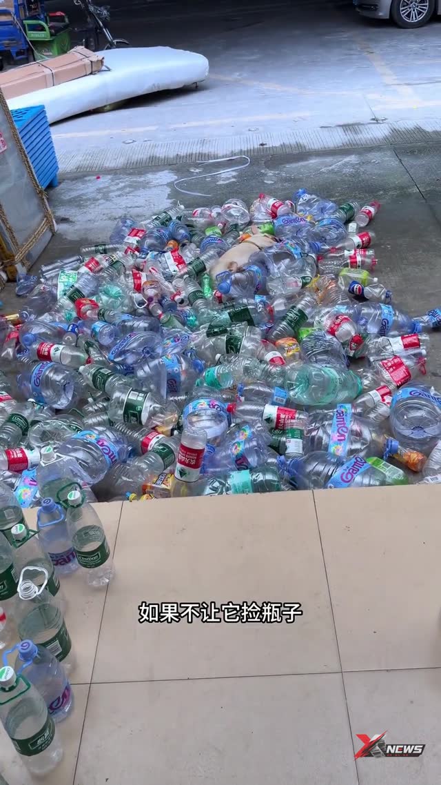 现在每天捡瓶子收入三四十块，妥妥的报恩狗。